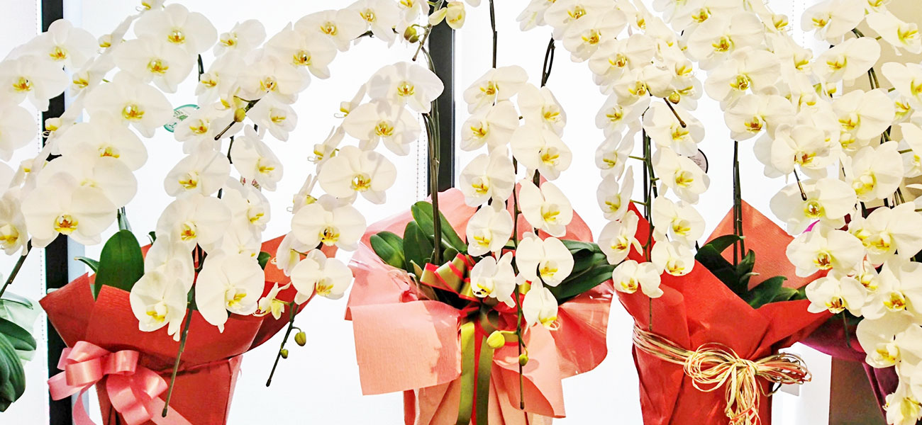 誠実な心を伝える、お花のギフト