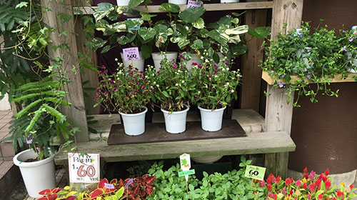 株式会社花苑イメージ写真3