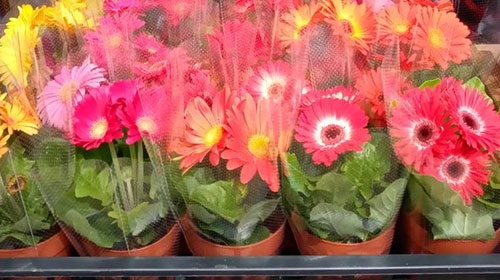 株式会社花苑イメージ写真5